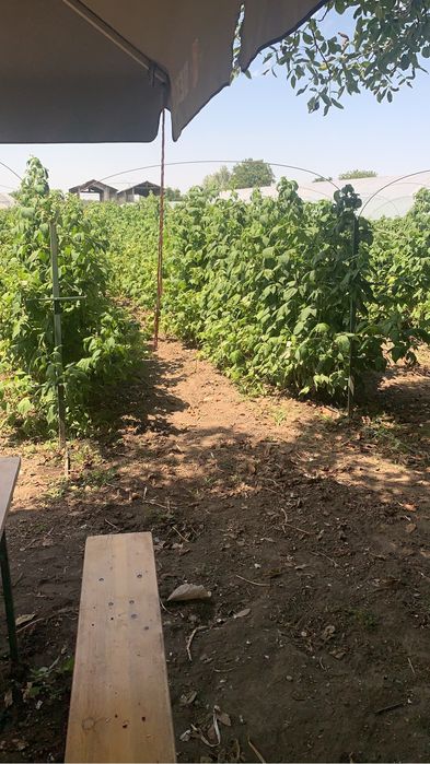 Drajoni- zmeura- polska