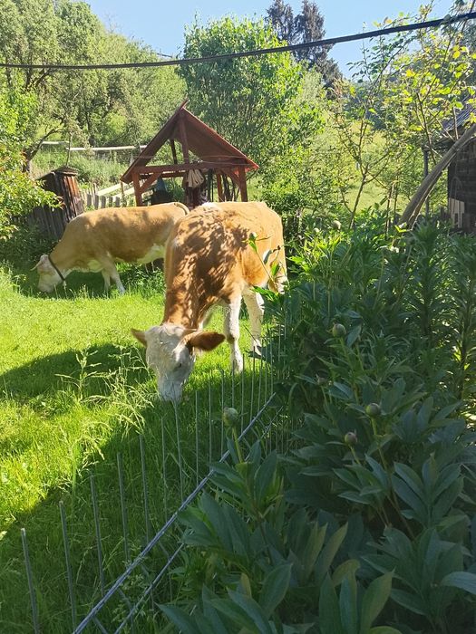 Juninca de vânzare