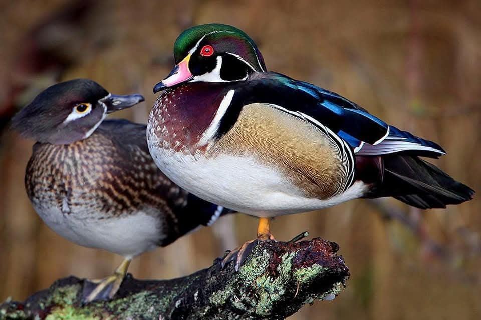 Vând rate ei gaste exotice