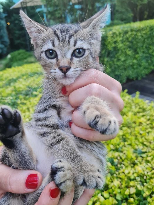Три котета търсят дом