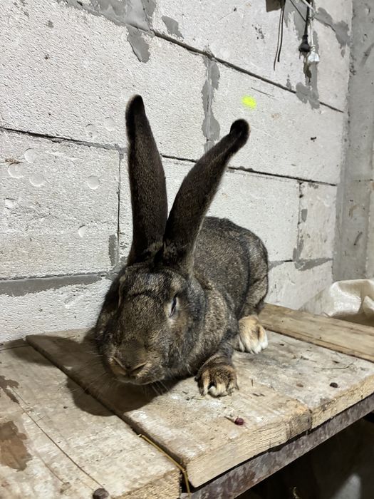 Vand iepuroaica urias german