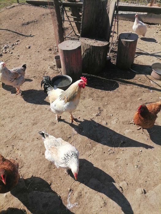 Ouă de țară de la găini fericite