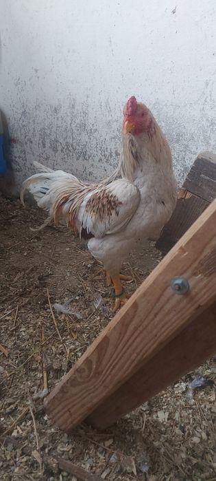 Disponibile gaini și cocos combatant indian