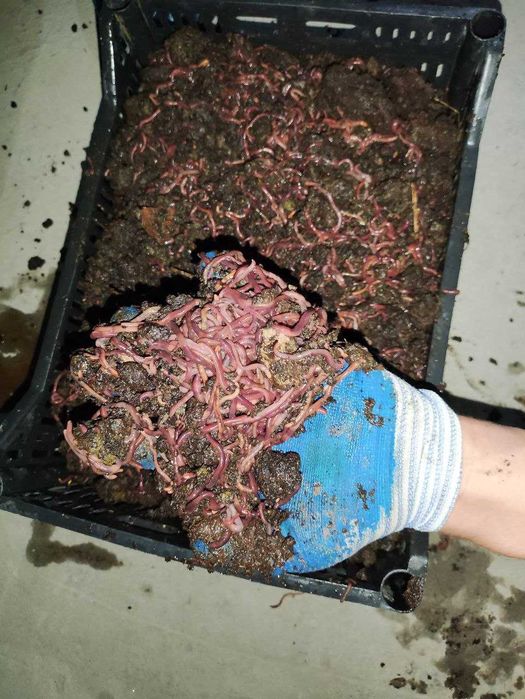 Биогомус (Biogomus) чувалчанг Теплица фермерлар ва томорка эгаларга