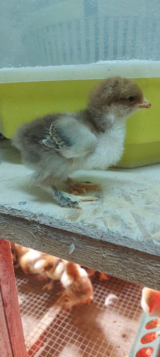 Pui Brahma Porțelan