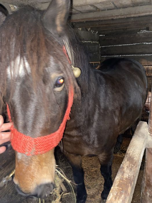 Vand iapa gestanta in 7 luni