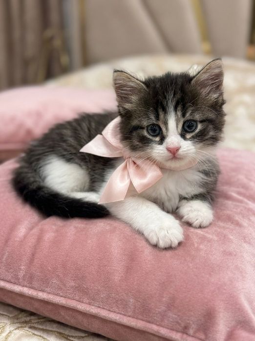 Котенок девочка бесплатно