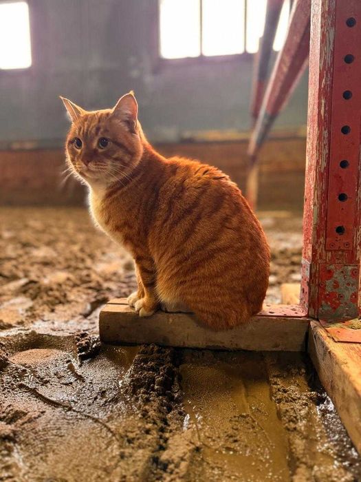 Отдам кота в хорошие руки