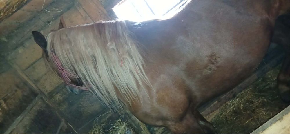 Vând iapă     de 5 ani