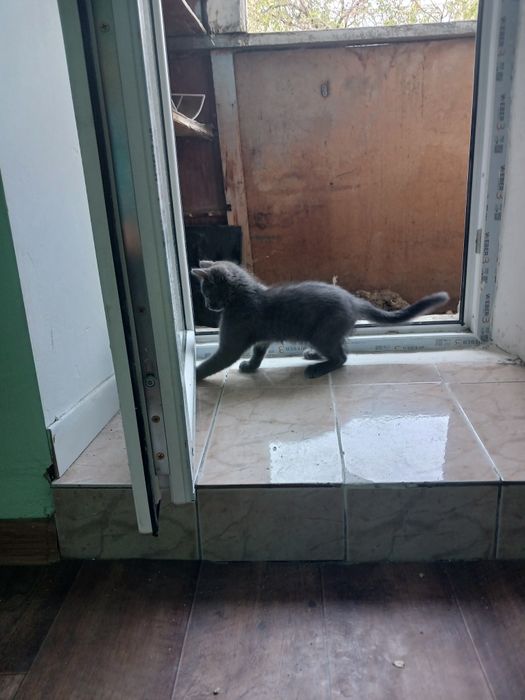 Отдам котека мальчика