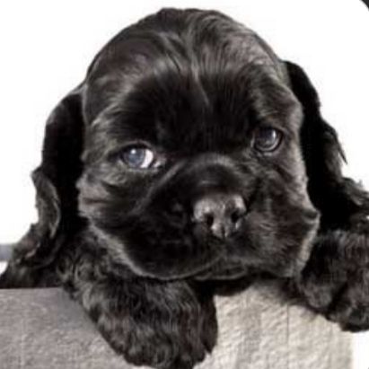 Американский кокер спаниель. Щенки.