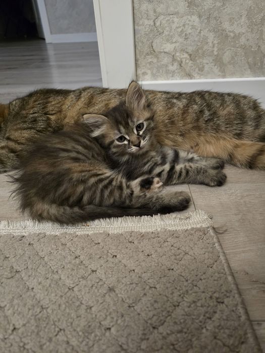 Отдам котенка девочку в добрые руки!