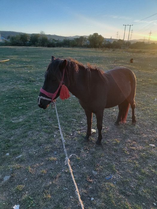 Poneița gestantă neagră de vânzare