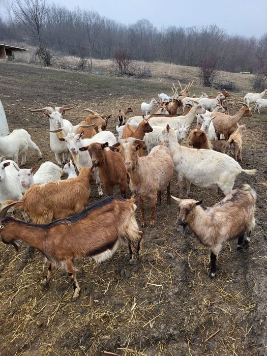 Vand capre cu iezi și țapi castrati