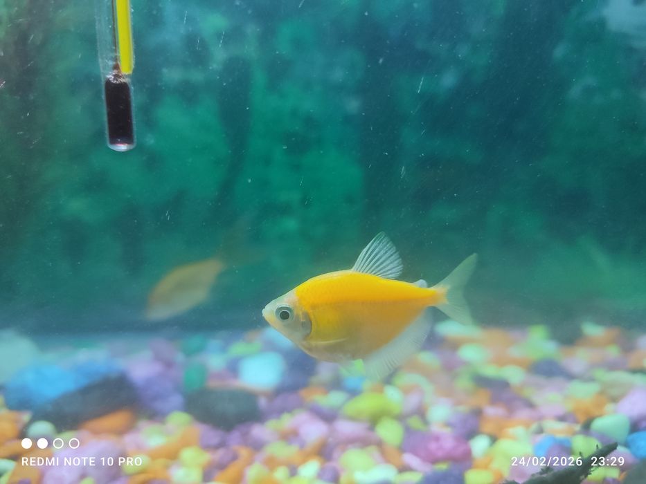 Akvarium baliqlar sotiladi