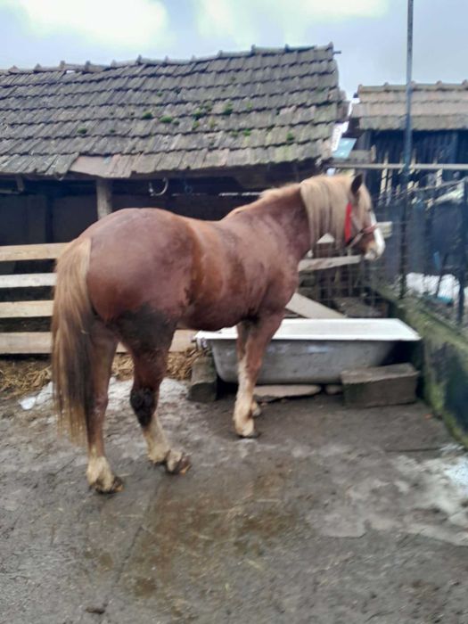 Vând.  mânza. De doi  ani