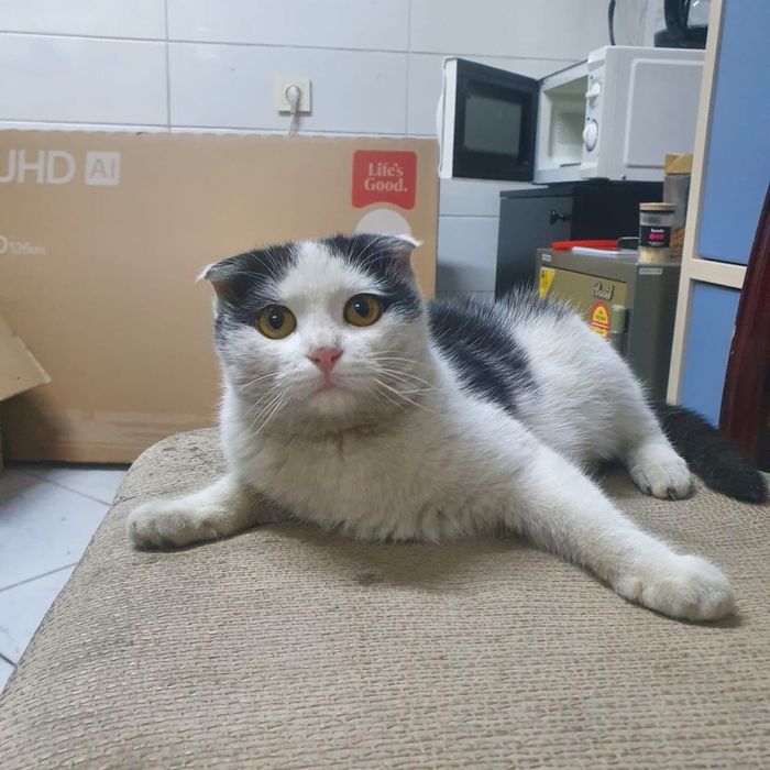 Отдается кошечка в добрые руки 3,5 месяца