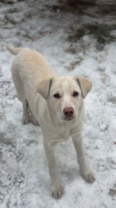 Ищем девочкам Дом!