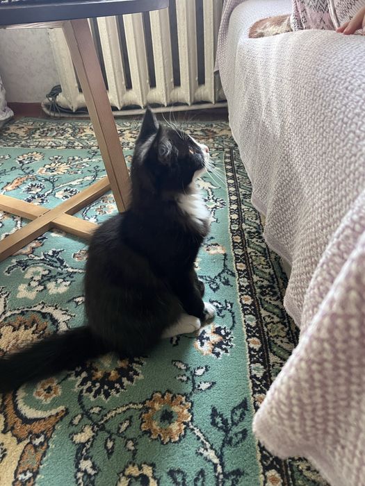 Котенок мальчик в добрые руки