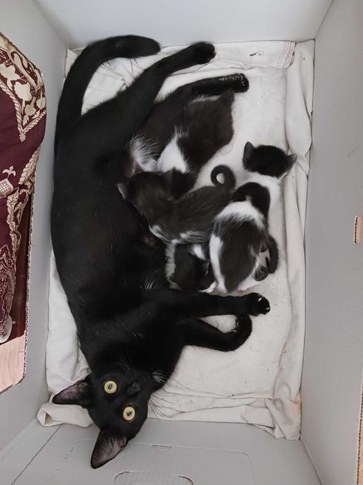 Ofer spre adopție 3 pui de pisică, foarte mici, drăgălași și jucăuși. Își caută oameni iubitori și responsabili!!