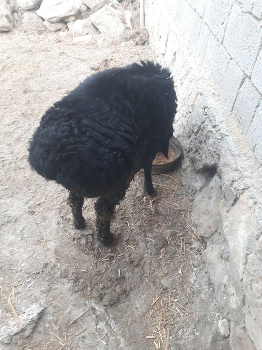 Qo'chqorlar sotiladi