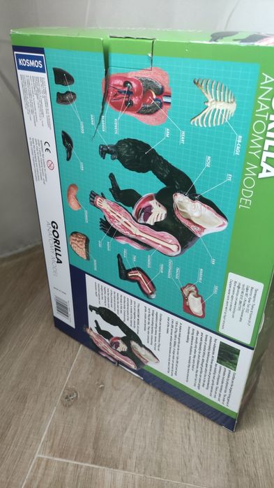 Играчка - анатомичен модел на горила