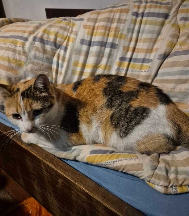 7-месечната Ефи търси дом!