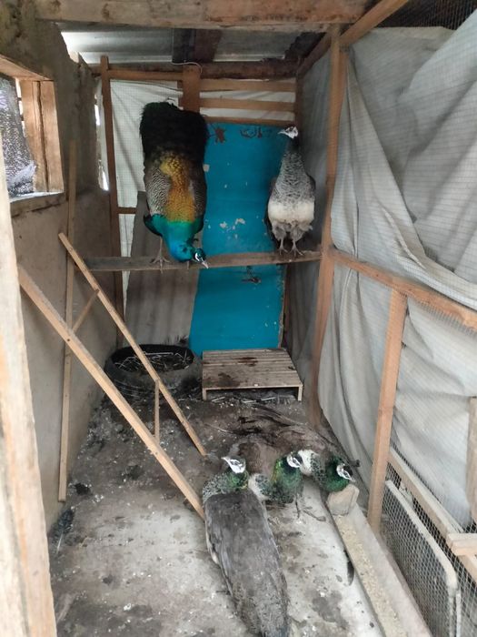 Продам павлина самки