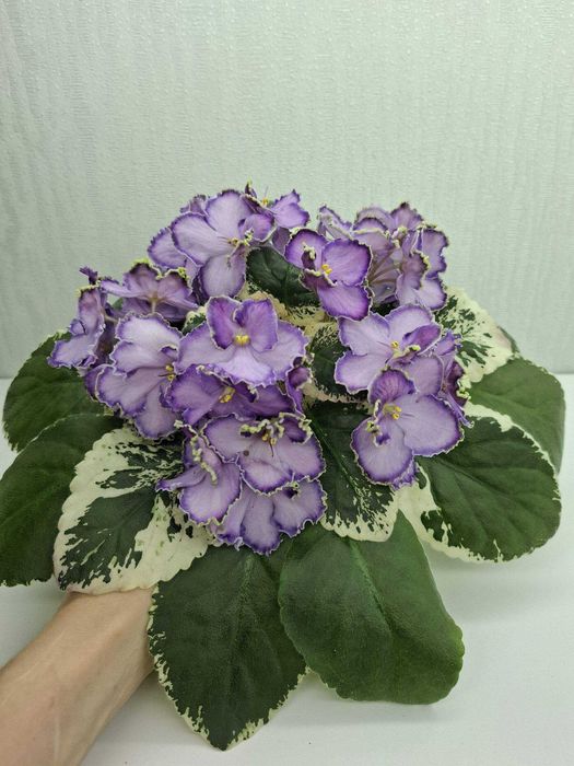 Продам листья сортовых фиалок