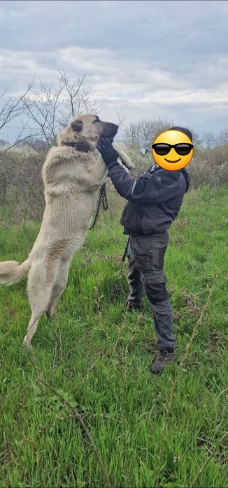 Чистокръвни Кангали