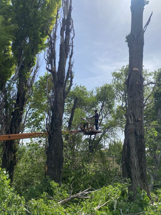 Спил деревьев Алматы и обл.