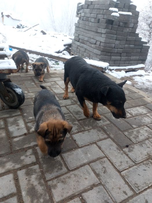 Щенки помесь яктерьера