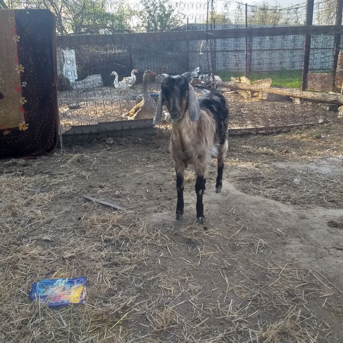 Каза казлята козы