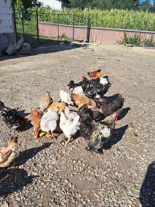 Găini si Cocoși de vânzare