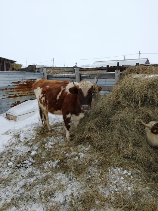 Продам двух стельных коров