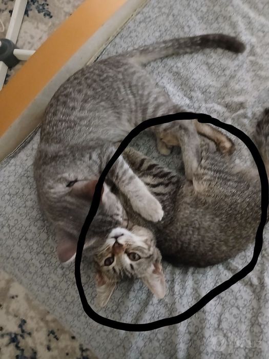 Кошка девочка бесплатно