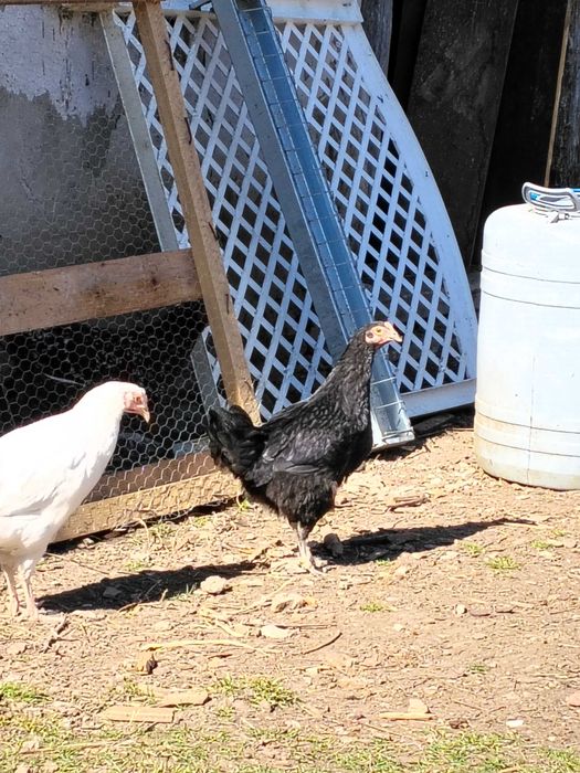 Vānd 1 puicuță marans negru-arămiu