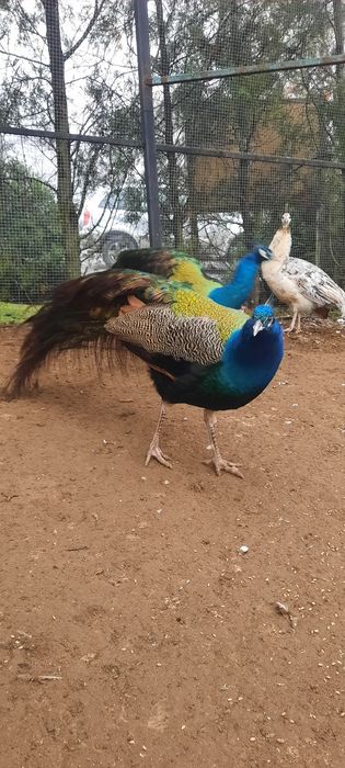 Pauni standard 2 ani de zile