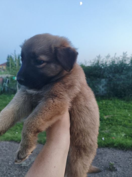 Отдам щенят полунемцы