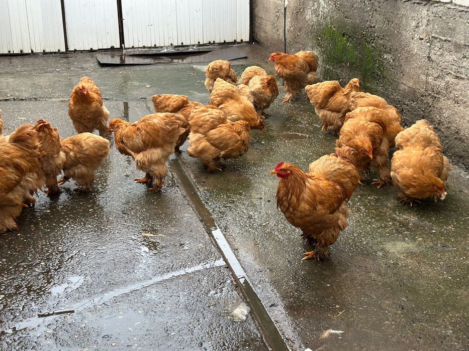 De vânzare gaini cochinchina urias galben