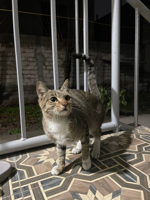 Кошка от дам дором