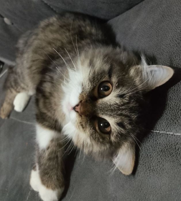 Изу маму или папу..Отдам в добрые руки котенок