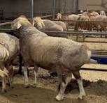 100 tirik ona bola qo`ylar