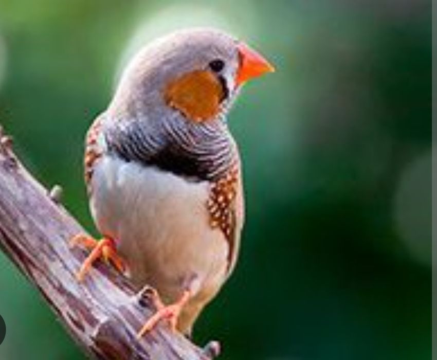 Амадины чернощекие зебровые