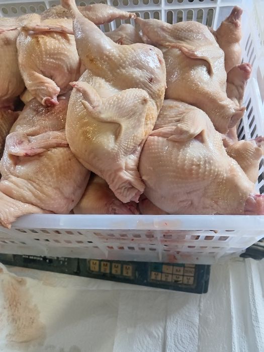 Продам мясо перепела