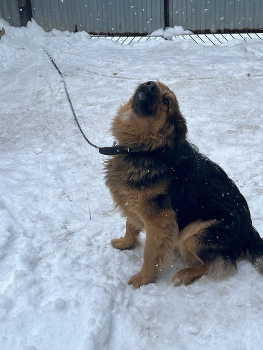 Молодой кабель ищет новый дом