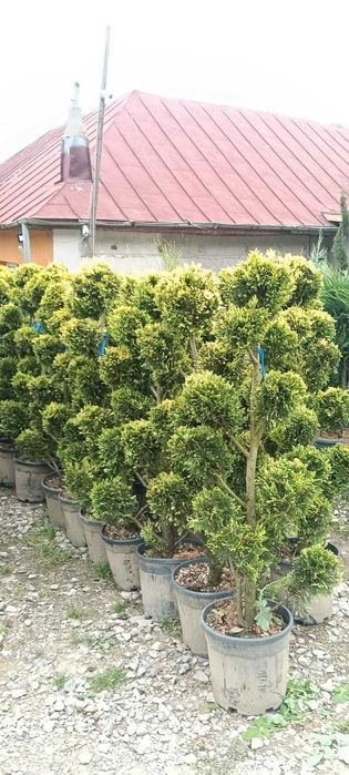 Toata Gama de Plante Ornamentale – Detalii la Numarul de Telefon