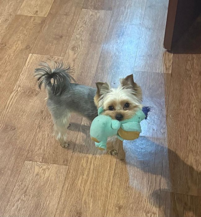 Мини девочка Йоркширский терьер.Куколка .