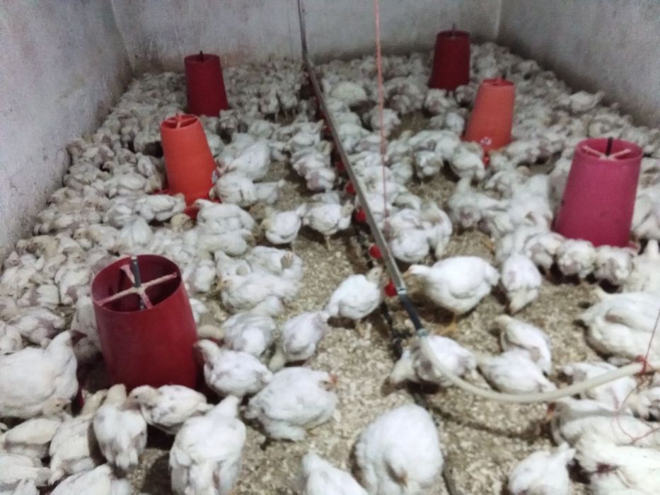 Pui rasa mixta Pui albi de carne