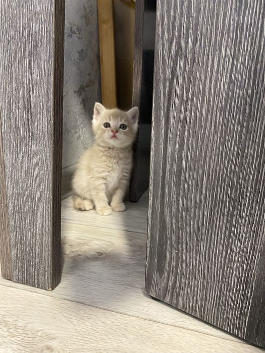 Отдам котят девочка и мальчик